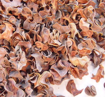 Botanicals