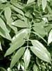 (image for) Cinnamon Leaf Essential Oil
