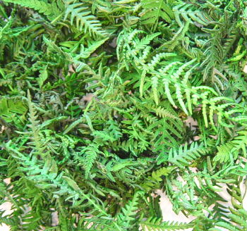 Karni Fern 4 oz.