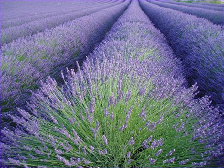 (image for) Lavender Musk Fragrance Oil 1 oz.