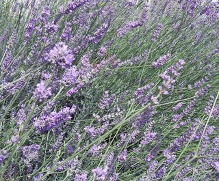 (image for) Lavender Rain Fragrance Oil