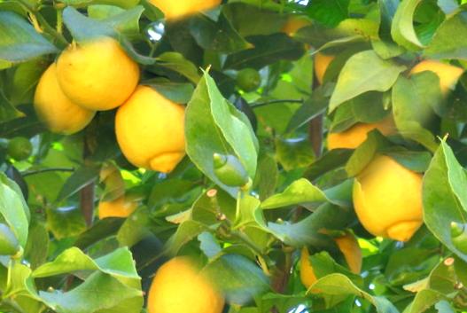 (image for) Lemon Lavender Fragrance Oil