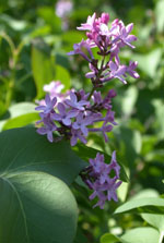 (image for) Lilac Fragrance Oil