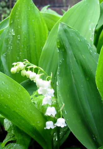 (image for) Lily of the Valley Fragrance Oil - Click Image to Close