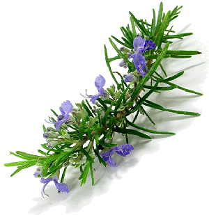 (image for) Rosemary Essential Oil - Click Image to Close