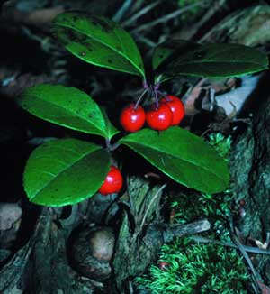 (image for) Wintergreen Essential Oil