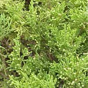 (image for) Cedarwood Essential Oil