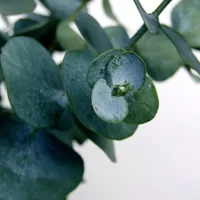 (image for) Eucalyptus Essential Oil