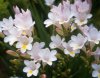 (image for) Freesia Fragrance Oil