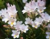 (image for) Freesia Fragrance Oil