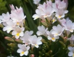 (image for) Freesia Fragrance Oil