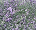(image for) Vanilla Lavender Fragrance Oil