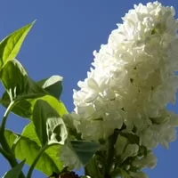 (image for) Lilac Fragrance Oil