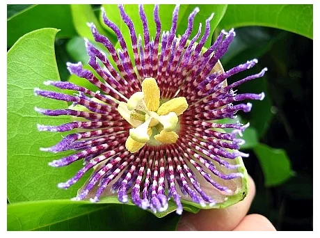 (image for) Lilikoi Fragrance Oil