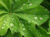 (image for) Rain Fragrance Oil