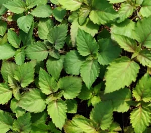 (image for) Patchouli Essential Oil