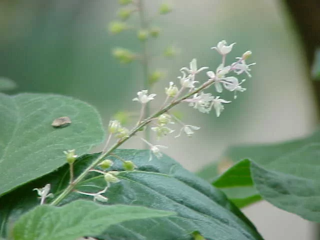 (image for) Patchouli Fragrance Oil