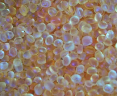 (image for) Coco Mango Home Fragrance Aroma Beads