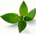 (image for) Peppermint Essential Oil