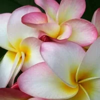 (image for) Plumeria Fragrance Oil