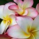 (image for) Plumeria Fragrance Oil