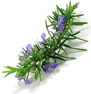 (image for) Rosemary Essential Oil