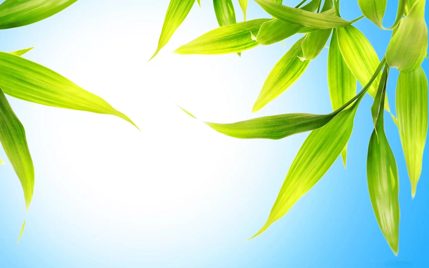 (image for) Summer Air Fragrance Oil