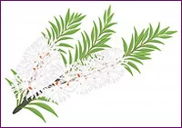 (image for) Tea Tree Essential Oil