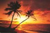 (image for) 4 oz. Variety Pack - Tropical Paradise Fragrance Oils (3)