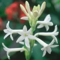 (image for) Tuberose Fragrance Oil