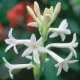(image for) Tuberose Fragrance Oil