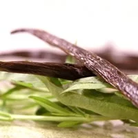 (image for) Vanilla Fragrance Oil