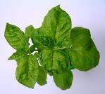 (image for) Basil Essential Oil