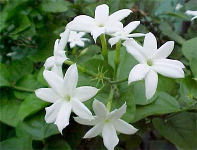(image for) Blooming Jasmine Fragrance Oil
