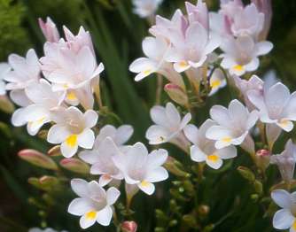 (image for) Freesia Fragrance Oil - Click Image to Close