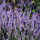 (image for) Lavender Essential Oil