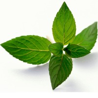 (image for) Peppermint Essential Oil