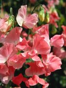 (image for) Sweet Pea Fragrance Oil - Click Image to Close