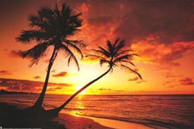 (image for) 4 oz. Variety Pack - Tropical Paradise Fragrance Oils (3)